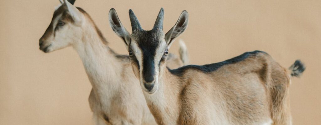 Two African Pygmy goats pose in a studio with a metal bowl.